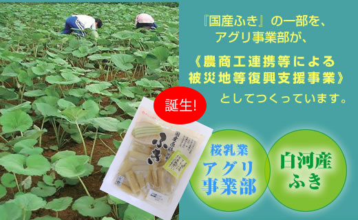 国産ふきの一部を農商工連携等による被災地等復興支援事業としてつくっています。